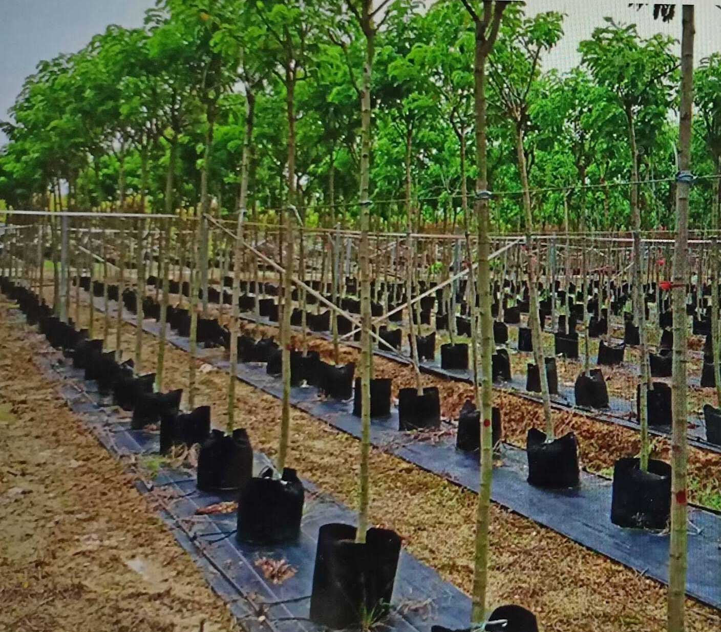 Bivet Ornamental Trees